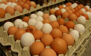 Die EU-Vermarktungsnormen f�r Eier wurden neu gefasst. Unter anderem entf�llt die 16-Wochen-Frist f�r Freilandeier bei einer Aufstallungspflicht.