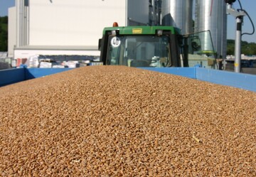 Die feuchte Witterung vom vergangenen Herbst bis heute&nbsp; verw�ssert die Ernteerwartungen bei Getreide und Raps.