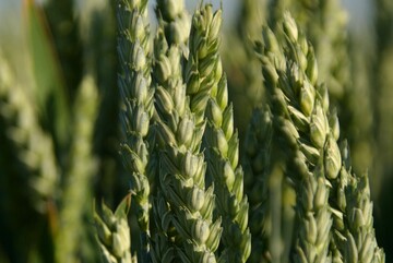 Das Wetter der n�chsten Wochen entscheidet �ber Menge und Qualit�t des Weizens.