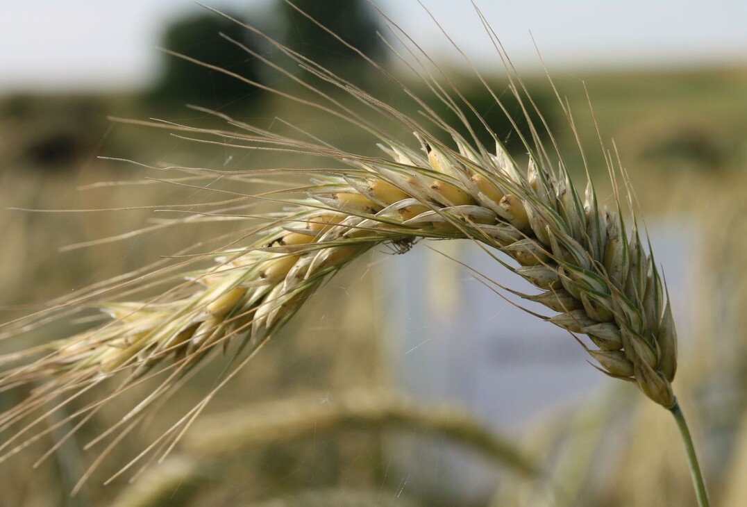 Ernte 2019: Der Anbau von Roggen und Wintermenggetreide soll um 22 Prozent zulegen