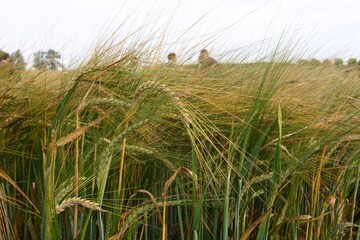 Beliebte Kultur: Zur anstehenden Ernte s�ten Landwirte im S�dwesten mehr Sommer- und Winterbraugerste als im Vorjahr.