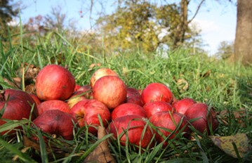 Mit den j�hrlichen Behangsch�tzungen l�utet die Fruchtsaft-Industrie die Mostobstsaison ein.