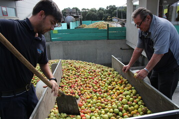 In Baden-W�rttemberg beginnt die Mostobstsaison.