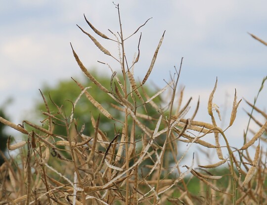 Raps-Saatgut trug bei der DSV-Gruppe zur Umsatzsteigerung bei.