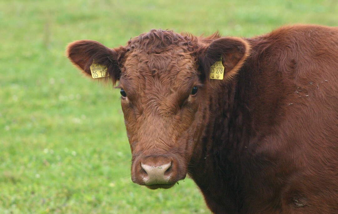 Die steigenden Lebenshaltungskosten schmälern das verfügbare Haushaltseinkommen der Deutschen. Eine Folge davon ist der sinkende Konsum von Rindfleisch.