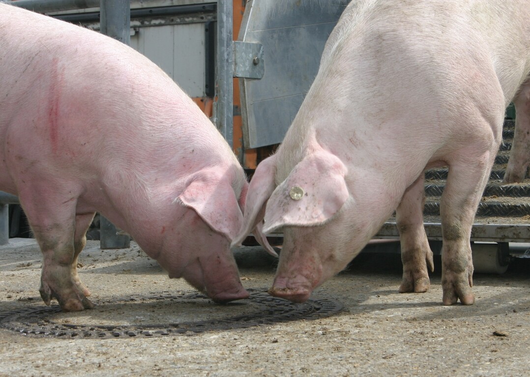 Die Schweinehalter benötigen nach wie vor eine verbesserte Erlössituation, um die im Katastrophenjahr 2015 aufgetretenen Einbußen auszugleichen und die aufgenommenen Darlehen zur Liquiditätshilfe zügig weiter zurückzahlen zu können. Die Zeit drängt, denn für 2018 rechnen Marktexperten mit schwächeren Preisen.