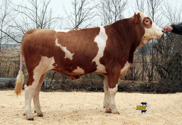 Irola PS vererbt gute Euter. 