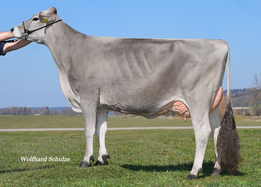 Isaria P von Michael Boxler in Boos ist die Mutter von Boxer P.