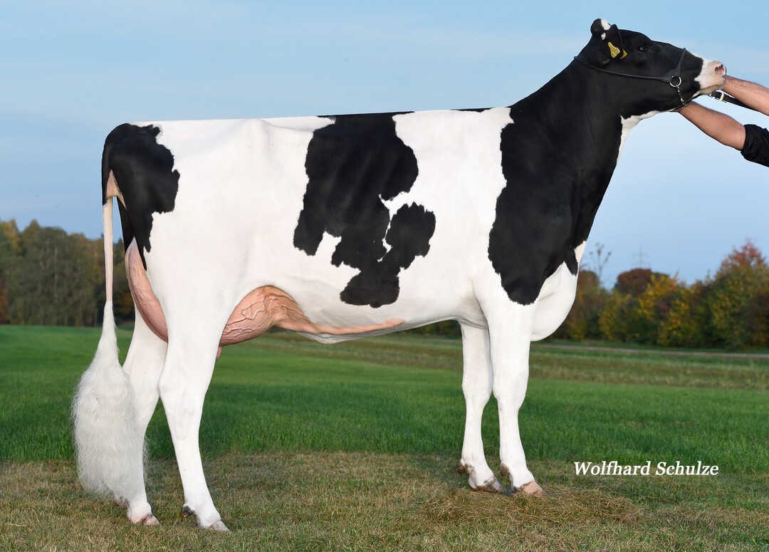 Die Commare-Tochter Italia stammt aus der Zucht der Erthle GbR in Ulm-Eggingen.