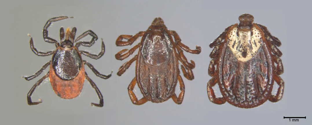 Verschiedene Zeckenarten: Links: gemeiner Holzbock (heimisch); Mitte: Braune Hundezecke; Rechts: Buntzecke (heimisch)  