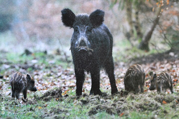  Um Verpachtungen trotz Corona zu erm�glichen, haben die Jagdvorst�nde zeitweise zus�tzliche Befugnisse. Sie sind berechtigt Pachtvertr�ge abzuschlie�en, diese sollen dann nachtr�glich durch die Jagdgenossenschaft genehmigt werden.
 