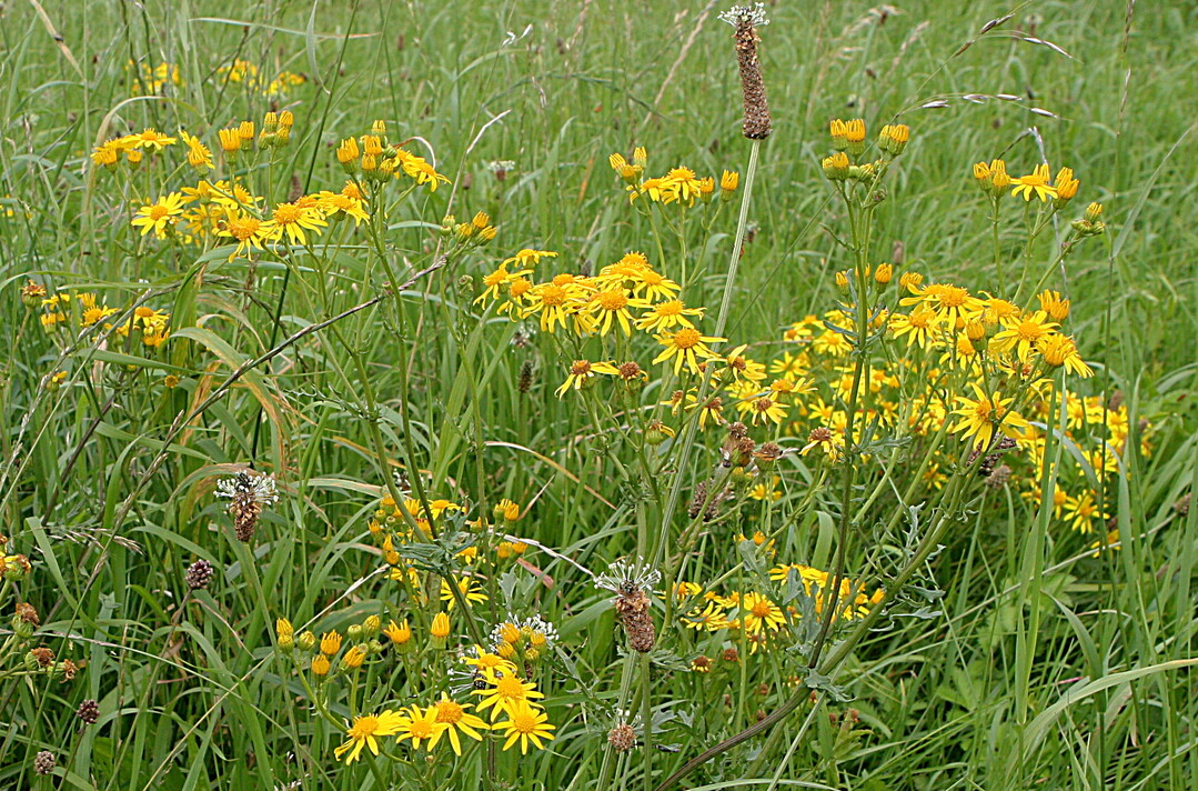 Gelb bl�ht das Jakobskreuzkraut. Die giftige Pflanze ist aber leicht zu verwechseln.