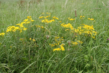 Entfernen Sie giftige Kreuzkr�uter wie das Jakobskreuzkraut vor der Samenbildung von Wiesen und Weiden!