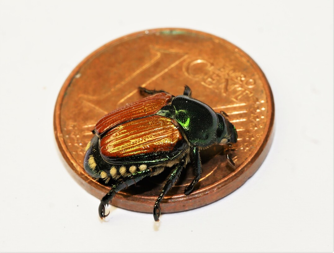 Der Japankäfer ist kleiner als ein Centstück.
