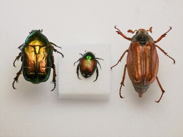 Wie klein der grün-braune Japankäfer (Mitte) ist, wird im direkten Vergleich mit Rosenkäfer (links) und Maikäfer (rechts) deutlich.