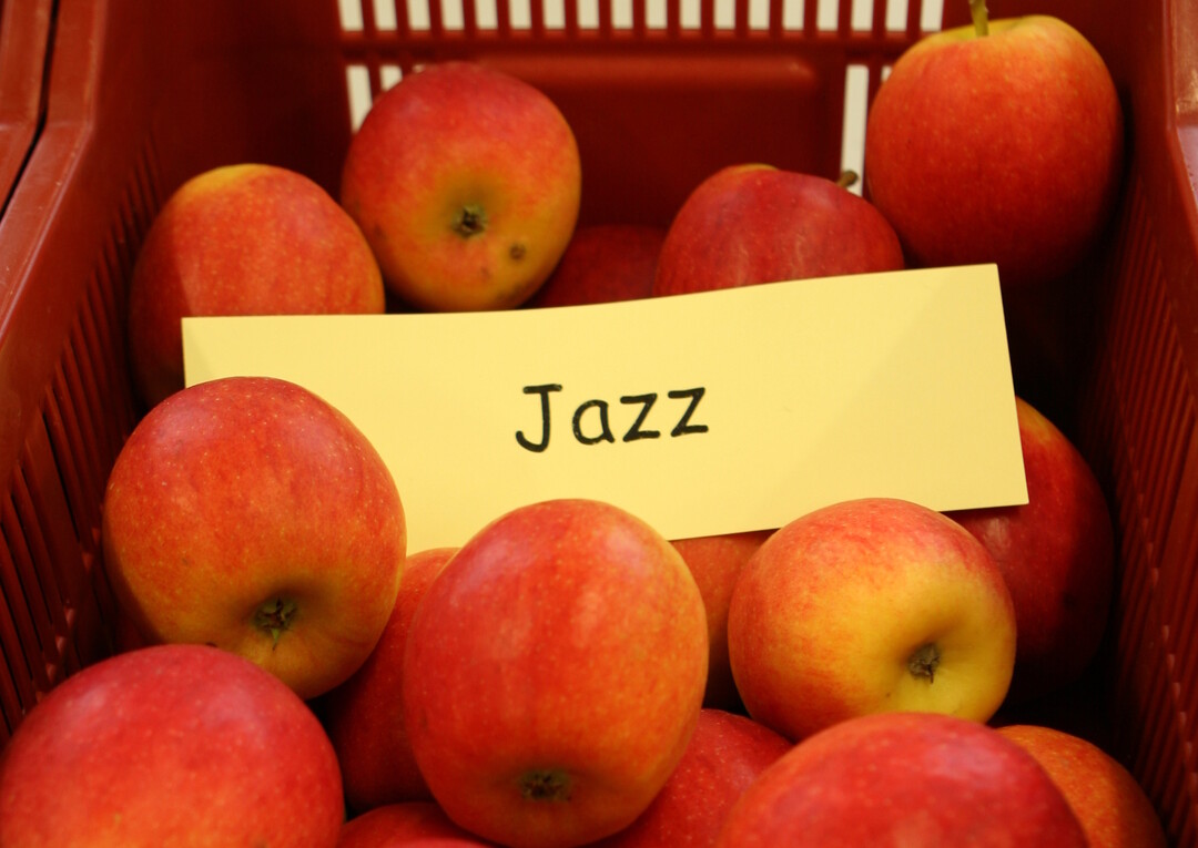Auf rund 30 ha produzieren Obstbauern in der Region Weisenheim die der BayWa geh�rende  Apfelmarke Jazz. In dieser Kampagne geht die zweite Ernte in den Verkauf. 