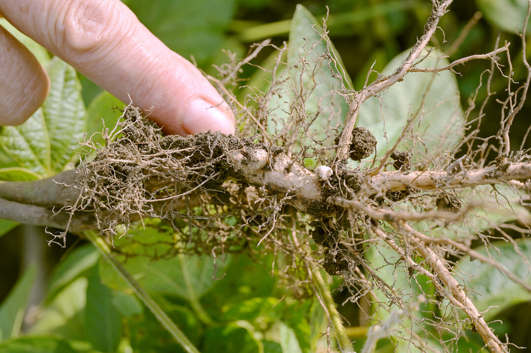 Die Leguminose bindet an ihrem Wurzelwerk den Stickstoff aus der Luft, womit die Stickstoffdüngung entfällt.