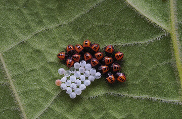 Eigelege und Nymphen der invasiven Marmorierte Baumwanze (Halyomorpha halys).