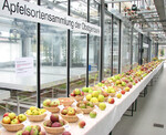 Einen Einblick in die weite Welt der Obstzüchtung ermöglichte der Pillnitzer Apfeltag.