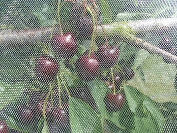 Eingenetzte Kirschanlagen zum Schutz vor Befall mit Kirschessigfliege (Drosophila suzukii).