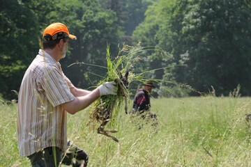 Ein J�ger rettet ein Kitz aus einer Wiese