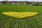 Ein echter Hingucker: Das Herz mit den 2500 leuchtenden Narzissen in gelber Blütenpracht im grünen Gerstenfeld liegt in der oberschwäbischen Gemeinde Bergatreute zwischen Gwigg und Gambach.