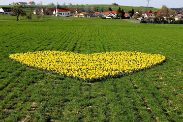 Ein echter Hingucker: Das Herz mit den 2500 leuchtenden Narzissen in gelber Bl�tenpracht im gr�nen Gerstenfeld liegt in der oberschw�bischen Gemeinde Bergatreute zwischen Gwigg und Gambach. 