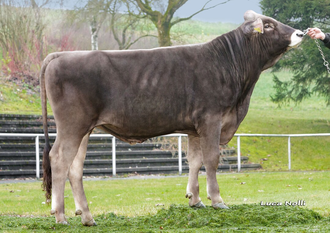 Jolax ist als Jeroen-Sohn ein sehr exterieurorientiert gezogener Bulle. Er wurde von Bernhard Stadelmann in Eisenharz gezüchtet.