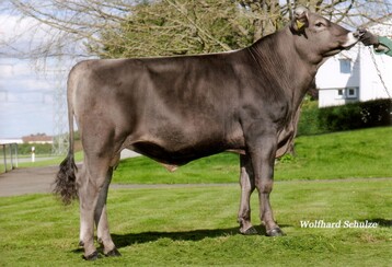 Joyky ist ein früher Juradi-Sohn der positive Inhaltsstoffe verspricht. Er wurde von Franz Riedesser, Gunzenweiler gezüchtet
