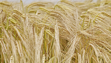 Zweizeilige Wintergerste JULENA