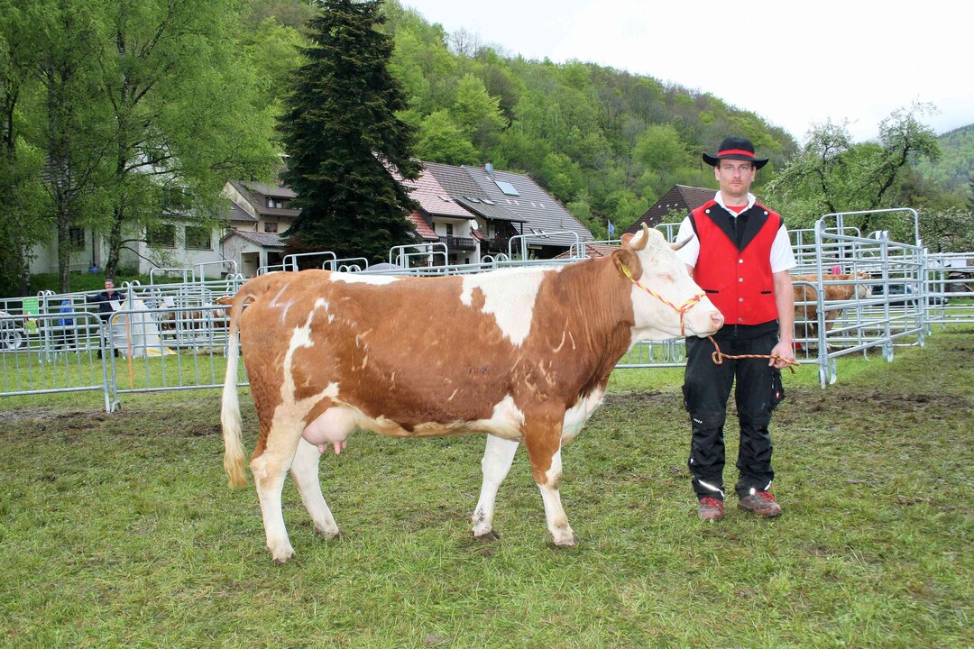 Jungkuh Si: Den Jungkuhsieg trug die Napfriedtochter Frieda aus der Zucht Manfred Schelshorn aus Bernau davon. Sie hat einmal abgekalbt.