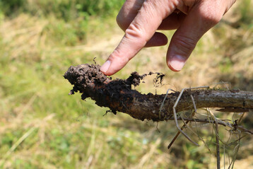 Fraßschaden: Von Mäusen abgebissene Wurzel einer jungen Eiche.