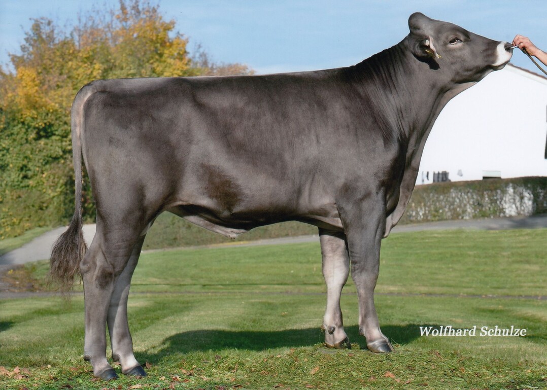 Justus ist als Jurassic-Sohn alternativ gezogen und erm�glicht einen breiten Einsatz.