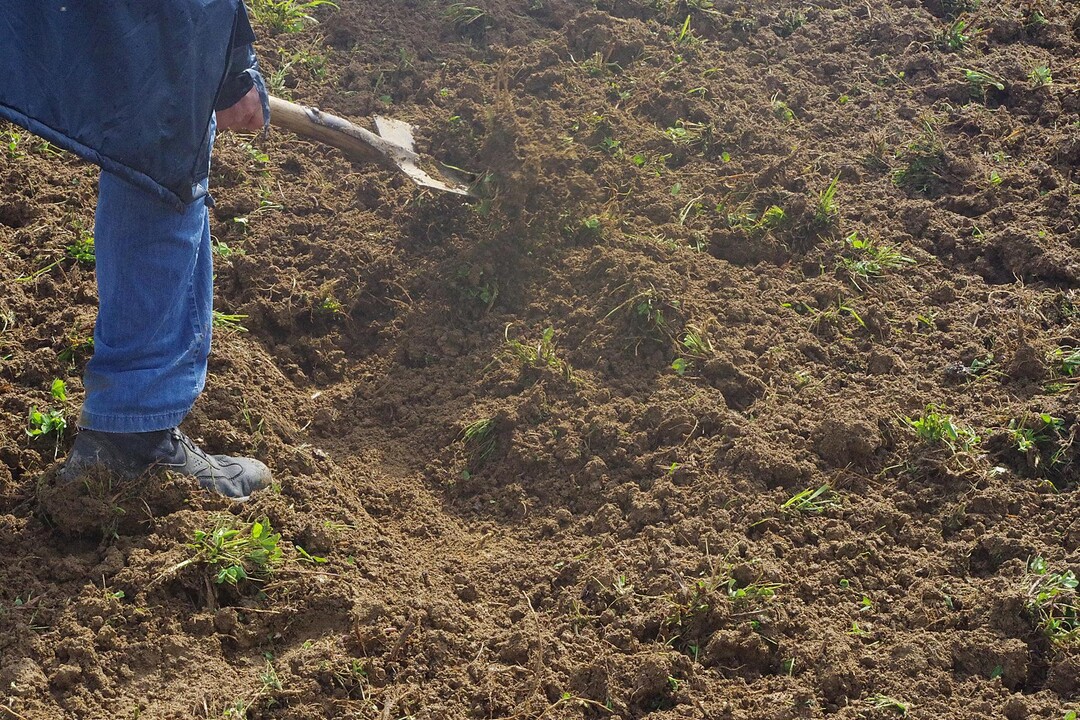 Das Ger�t schneidet laut Kern relativ fl�chig und enterde die Leguminosen ausreichend. Die Kombination aus Zinken und Kreiselegge verarbeite auch mehr organisches Material gut und arbeitet nicht zu tief. Sie hinterl�sst angerottetes Material - perfekt, um es in einem zweiten Durchgang mit einem tieferen Grubber einzuarbeiten.