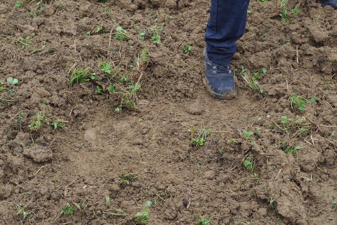 Die Grubberkombi von Landwirt Martin Eberhardt schneidet nicht komplett fl�chig, hinterl�sst aber recht feine Erde. Der Frontgrubber leistet dazu sicherlich einen Beitrag, kann aber zu Problemen bei der Traktion des Traktors f�hren. Vorsicht: Die Schare bohren sich leicht tiefer in die Erde als n�tig.