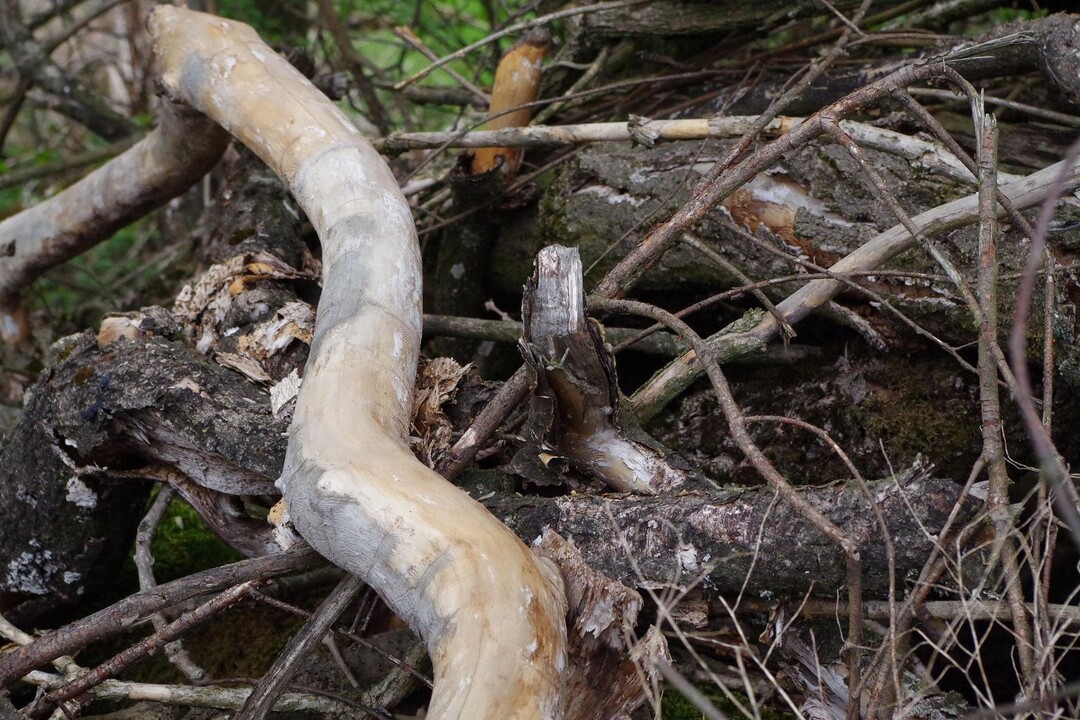 Totholzhaufen sind ein Rückzugsort für Reptilien und andere wärmeliebende Arten.