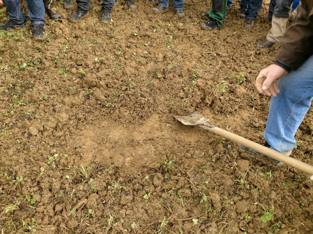 Der Treffler TGA 500 arbeitet flach und fl�chig. Regenwurmg�nge im Bearbeitungshorizont waren �berwiegend ge�ffnet. Der Hintergrund: Die Zinken des Ger�ts mit 6,5 Metern Arbeitsbreite ist relativ steil, er schneidet und schmiere laut Kern deshalb weniger.