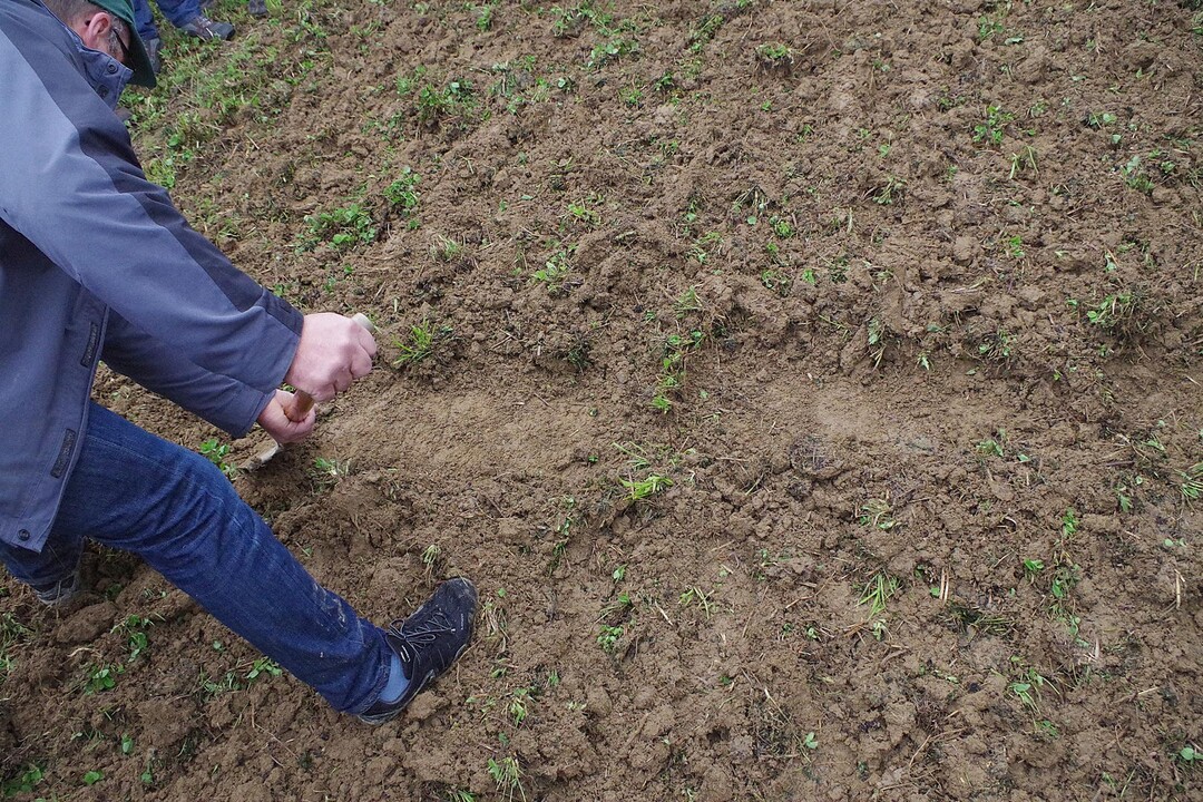 Der Horsch Terrano hat nur einen Kamm im Demostreifen stehen lassen. Davon abgesehen sind die Wurzeln jedoch komplett abgeschnitten - die Zuschauer sind mit dem Ergebnis zufrieden.