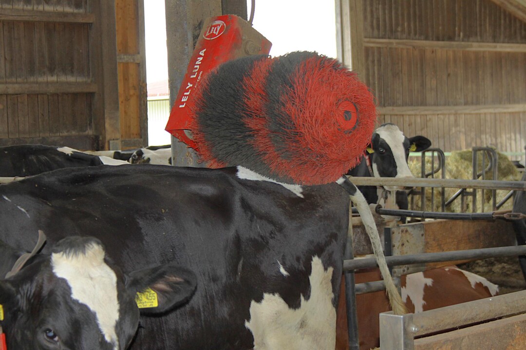 Vielerorts ist eine B�rste im Laufstall bereits Alltag. Sie ist essentiell, damit die Tiere sich an schwer zug�nglichen Stellen kratzen k�nnen. Wer ertr�gt schon Tagelanges Jucken am R�cken ohne Abhilfe?