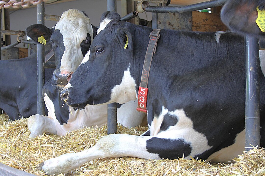 K�he strecken ihre Beine entspannt nach vorn, wenn die Bugschwelle auf eine H�he von maximal 10 Zentimeter �ber der Liegefl�che abgesenkt ist. Das erh�ht den Platz in den Boxen.