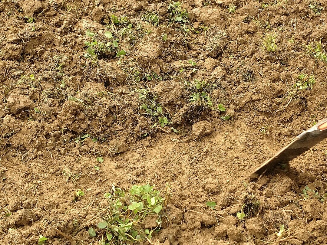 Der Taifun hat fast ganzfl�chig abgeschnitten und blieb dabei laut Kern sehr flach. Dort, wo die ersten Schare in die Federn gehen, sei das Profil etwas wellig. "Sogar der Grubber zieht noch einige Wurzeln raus", erkl�rt er. Das Enterden fiel dem Taifun schwer, was wahrscheinlich von der hohen Bodenfeuchte kommt.