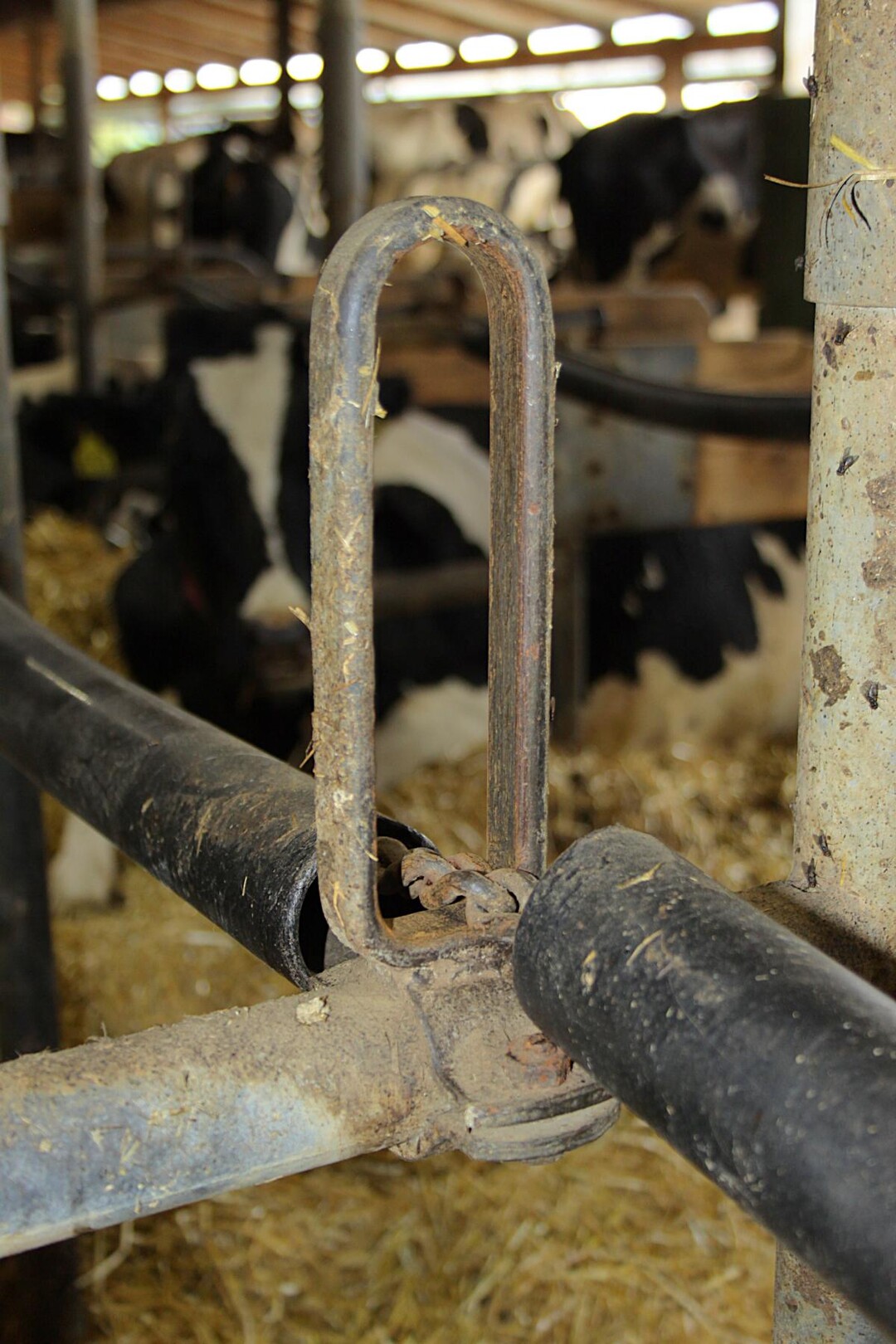 Diese flexiblen �sen geben dem Nackensteuer Platz, falls die Kuh sich weit vorn hingelegt hat und mehr Raum beim Aufstehen ben�tigt.