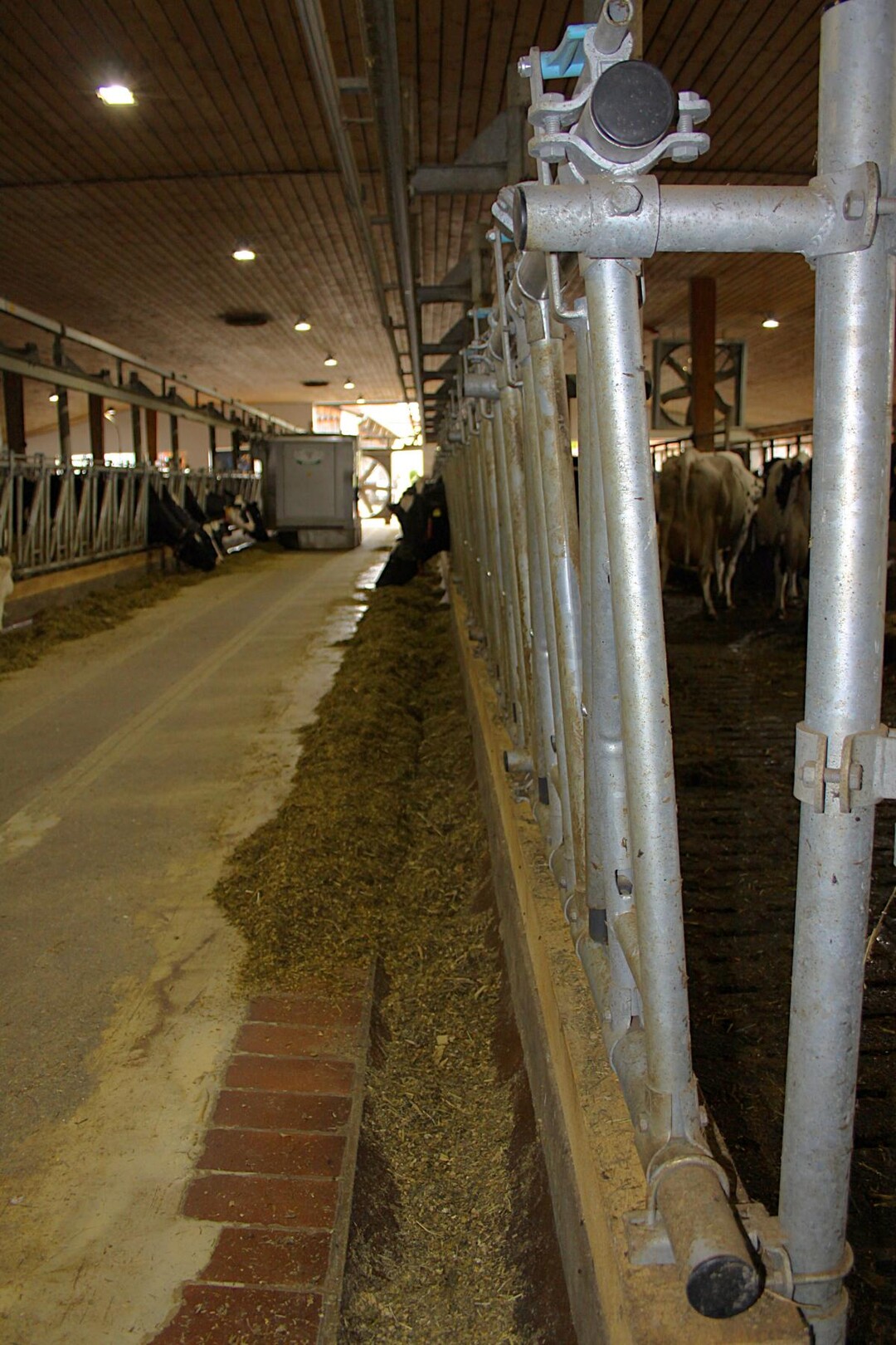 Ist kein Platz f�r Anbauten, schaffen schr�ggestellte Fressgitter laut Prof. Benz bis zu 20 Zentimeter mehr Platz auf dem Fressgang. Die K�he kommen mit den Schultern weiter nach vorn Richtung Futtertisch und sind im Halsbereich weniger beengt.