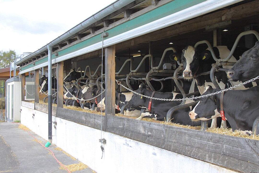 Eine Alternative zum Steigern des Tierwohls kann eine angebaute Reihe extrabreiter Liegeboxen sein. Auch hier verschwinden K�he vom Laufgang, das Stallklima wird entspannter.