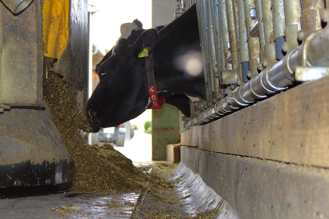 Die st�ndige Futtervorlage durch einen Futterroboter entspannt das Gerangel um Futter, da frische Silage in hoher Qualit�t zu jeder Zeit am Trog verf�gbar ist.