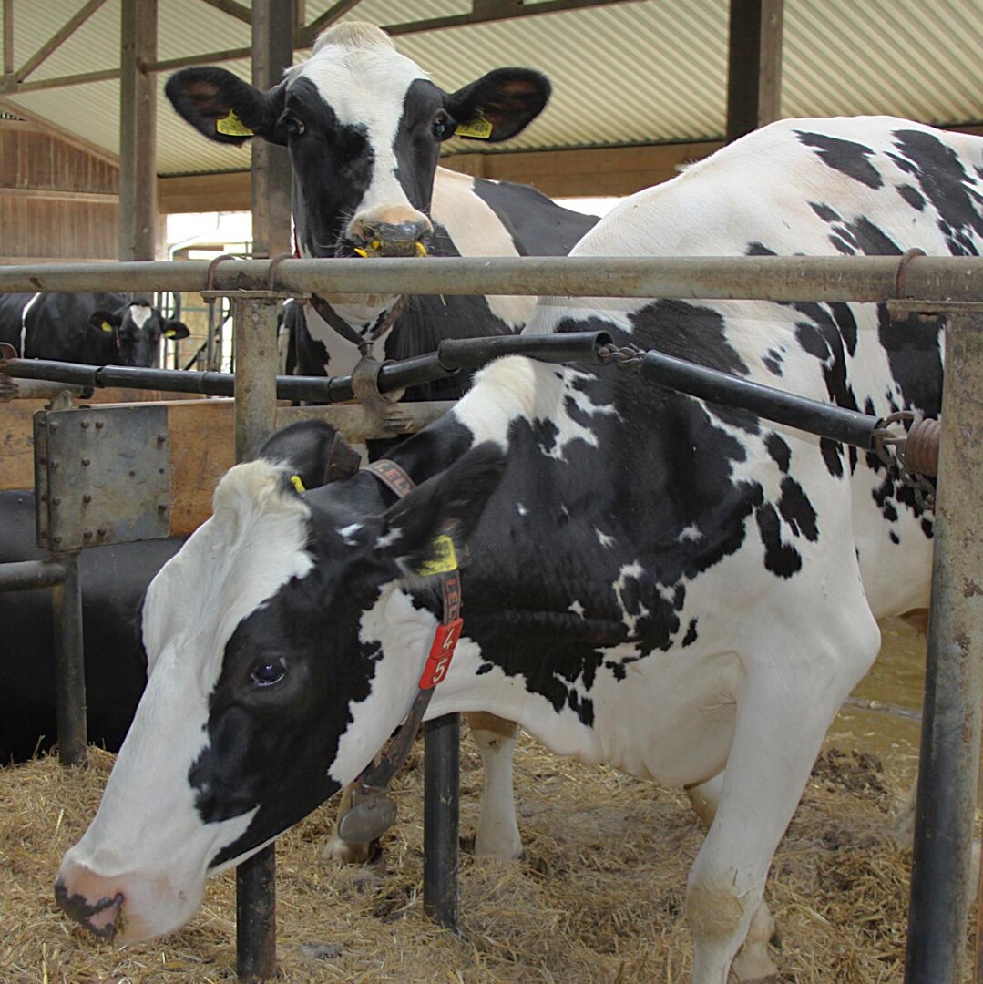 Das Minimum jedoch sollte ein flexibles Nackensteuer darstellen, damit die Tiere sich ohne Schmerz erheben k�nnen.