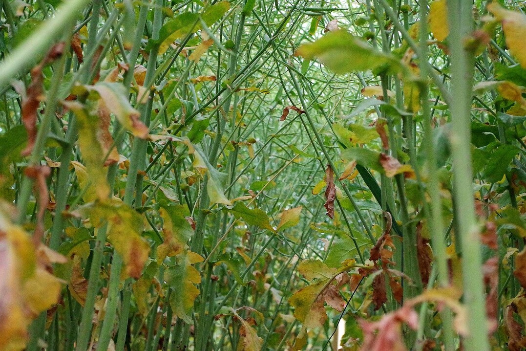 Kräftige Stängel: Damit die Rapsstängel später so aussehen, kann jetzt eine Kontrolle auf Rapsstängelrüssler sinnvoll sein.