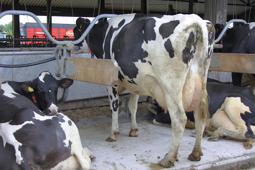 Passen die Bugschwelle, der Trennb�gel und das Nackensteuer, stehen die K�he beim Wiederk�uen mit allen vieren in den Boxen. Da die Hinterbeine nicht mehr im Laufgang stehen, sind sie �fter trocken und der Laufgang ist nicht durch halb im Flur stehende K�he behindert.