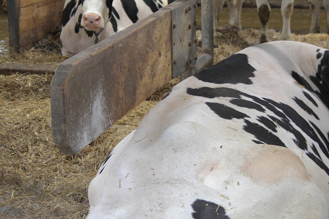 Trennb�gel sollten in mindestens 70 Zentimeter H�he angebracht sein. Hintergrund: Die K�he rollen beim Hinliegen seitlich weg und sto�en sich an niedrigeren Trennb�geln die Wirbels�ule - das kann auf Dauer zu Sch�den am R�cken f�hren.