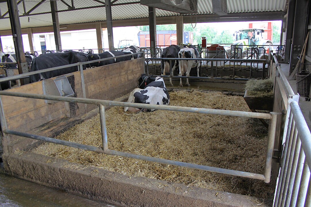 Eine gesonderte Kalbebucht und eine weitere Krankenbucht verhindern, dass Problemtiere dem Stress um Futter und Liegeboxen mit anderen K�hen ausgeliefert sind. Dieser Bereich dient ausschlie�lich der Entspannung in hygienischen Bedingungen.